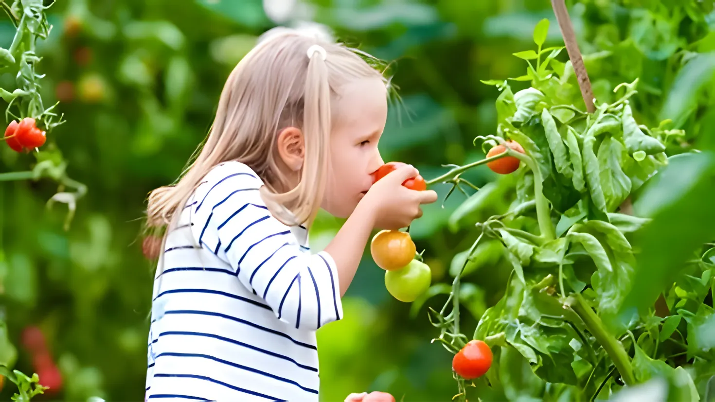 A little girl picking tomatoes from a plant in a garden. She is surrounded by lush green leaves and stems, and the background is slightly blurred, giving the image a dreamy feel.