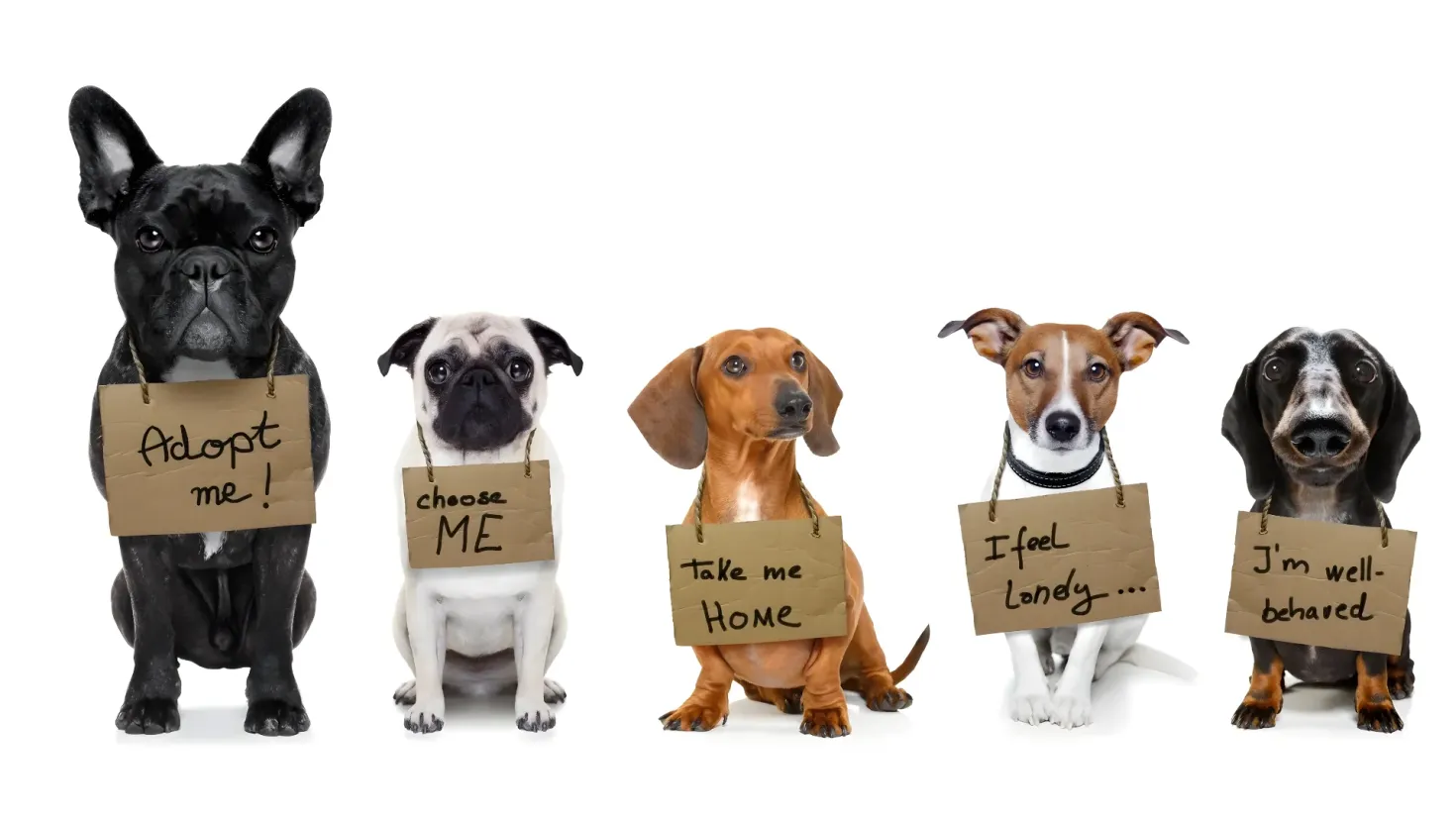 A group of five dogs sitting next to each other, each holding a sign that reads "Adopt Me, Choose Me, Take Me Home, I Feel Lonely, I'm Well Bearded". The dogs are all different colors, ranging from black, white, brown, and cream.