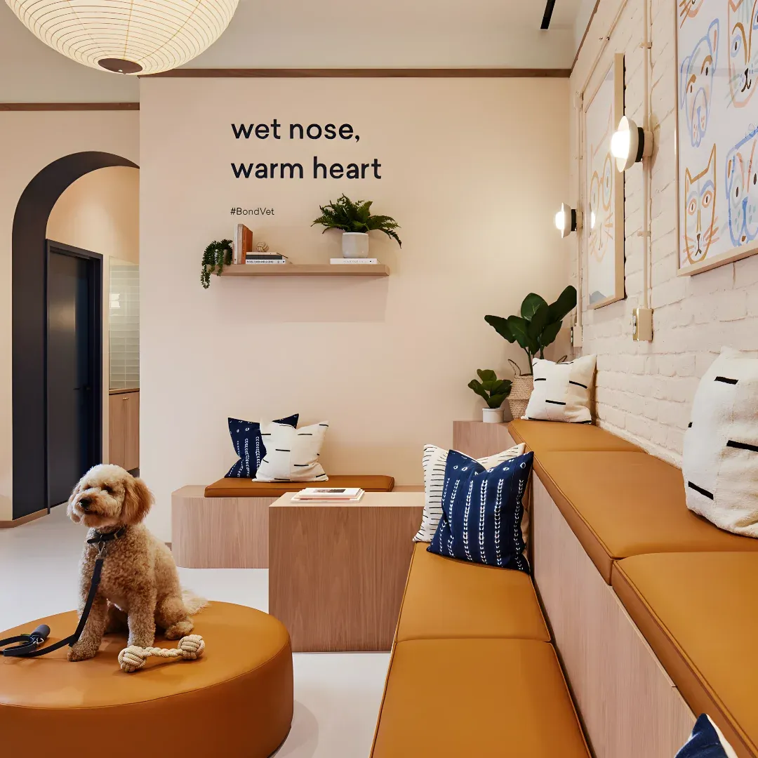 A dog sitting on top of a couch in a room. The room is decorated with cushions on the sofas, houseplants, lights, frames on the wall, a door, and a ceiling light. The dog is wearing a leash, suggesting that it is a bond vet.