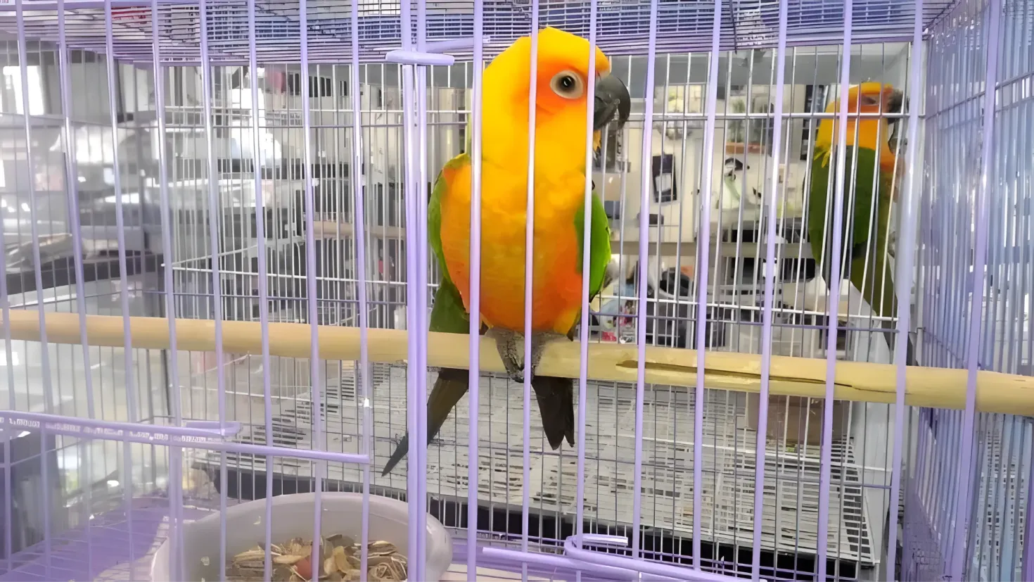 Two parrots in a cage with a bowl of food in front of them. The parrots are brightly colored with yellow, orange, green and black feathers.