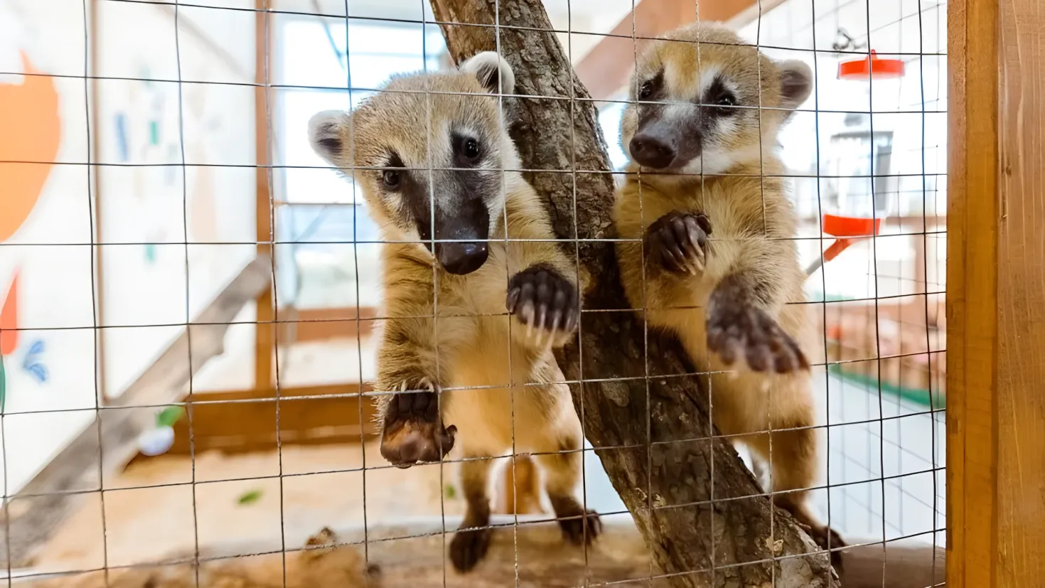 Two coati in a cage at the San Diego Zoo. The coati are brown and black in color and are standing on a tree trunk. To the right of the coati is a wooden object, and in the background there is a wall with a painting on it.