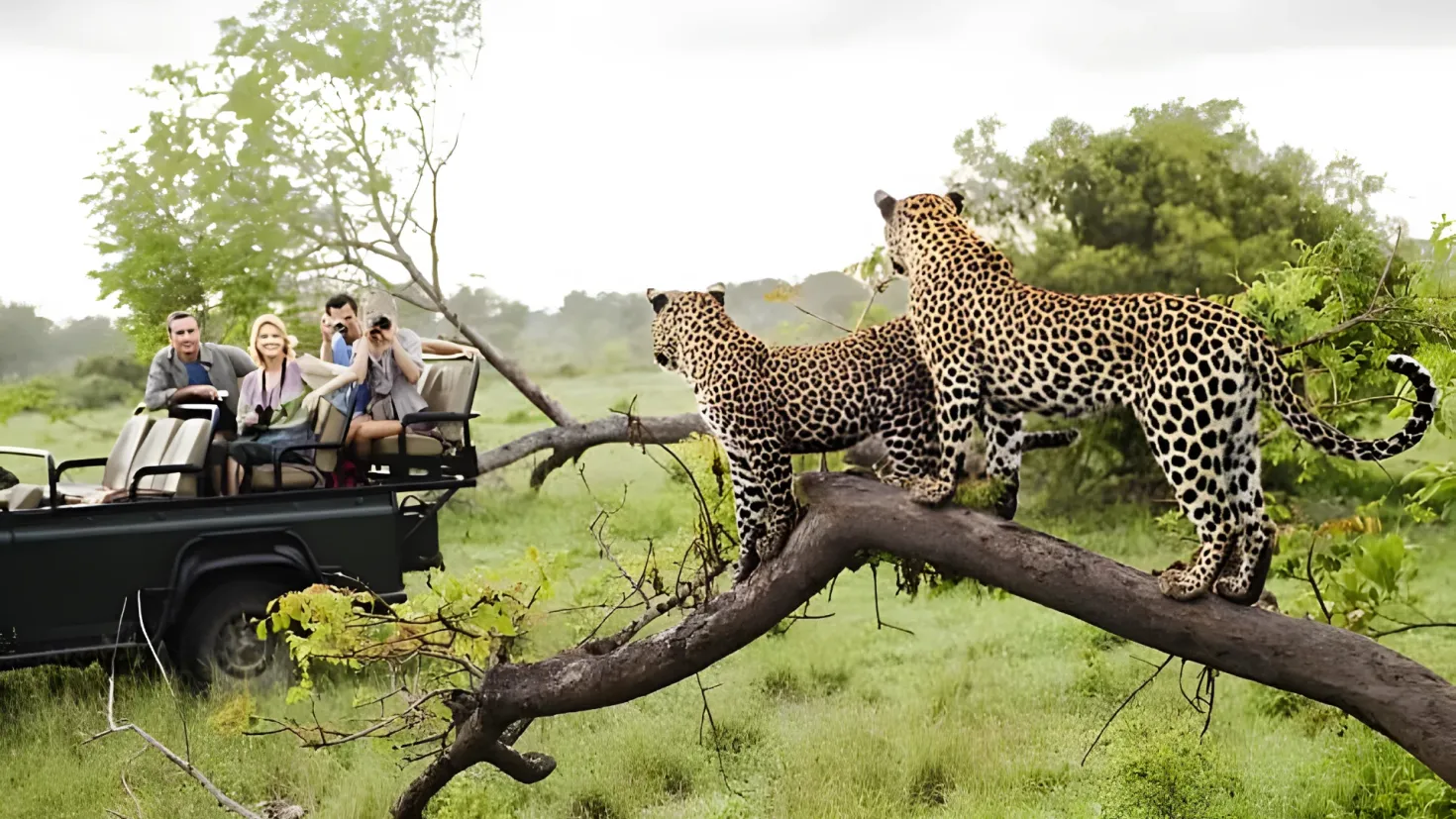 A group of people sitting in the back of a jeep, with two leopards perched on a tree branch. The jeep is surrounded by lush green grass and trees, with a bright blue sky in the background.