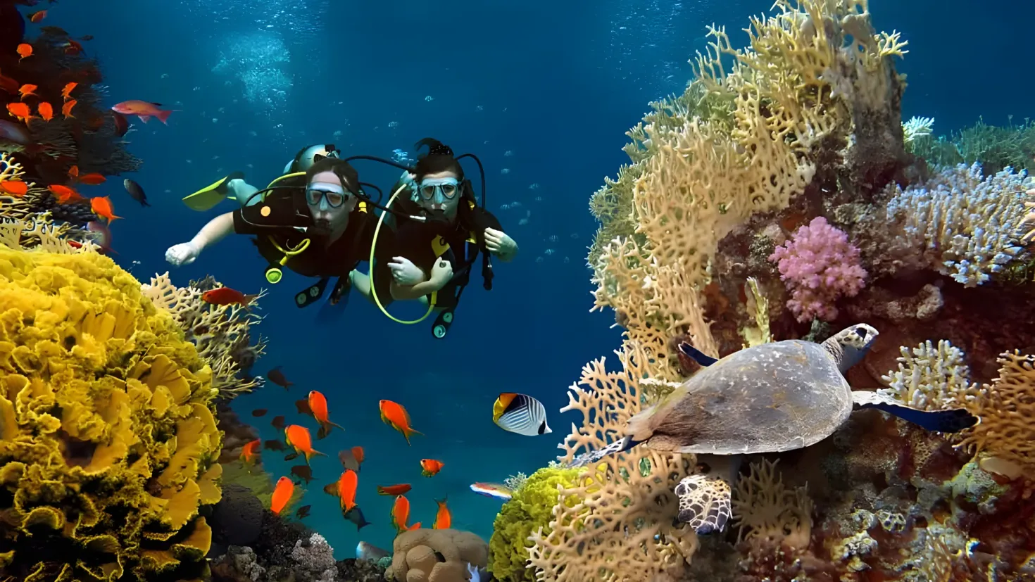Two scuba divers swimming over a vibrant coral reef in the Red Sea. The divers are wearing oxygen cylinders and are surrounded by a variety of colorful fish and aquatic plants. A turtle can be seen swimming nearby, adding to the beauty of the scene.