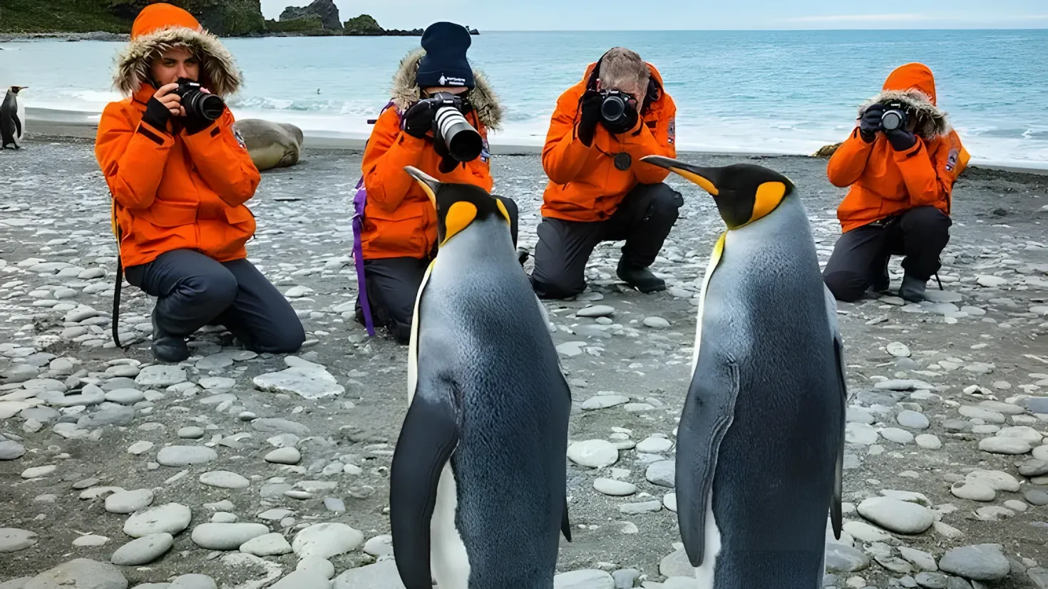 A group of people taking pictures of penguins on the beach. They are wearing orange jackets and hats, and some of them are holding cameras. In the background, there are rocks, water, and a clear blue sky.