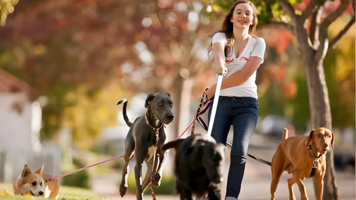 A woman walking three dogs on a leash in a park. She is wearing a white t-shirt and blue jeans, and the background is slightly blurred. The ground is covered in grass and there are trees in the background.