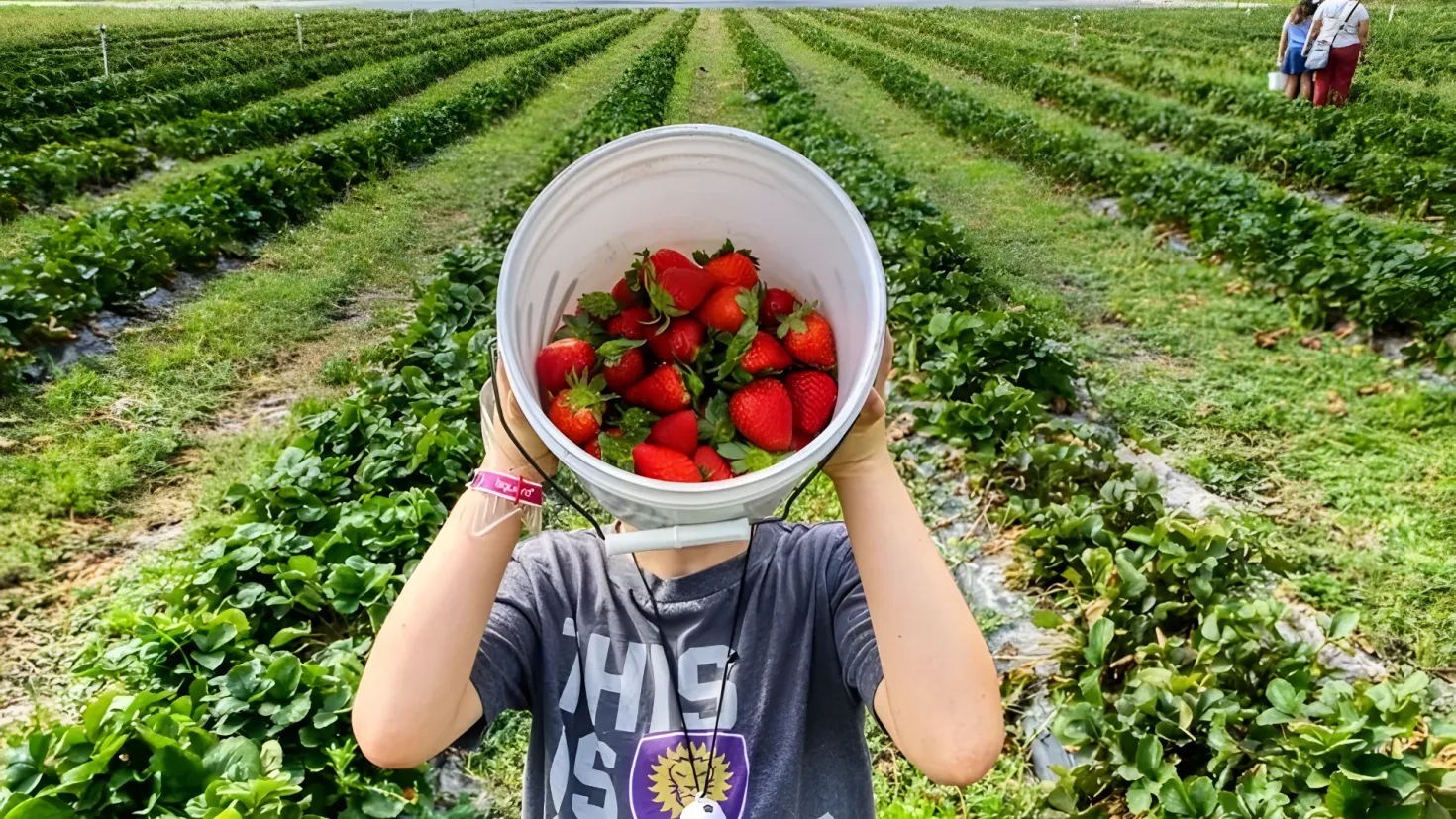 A woman standing in a strawberry field, holding a bucket full of freshly picked strawberries. She is surrounded by lush green plants and grass, and there are a few people standing in the background. The sky is a bright blue, and the sun is shining down on the scene.