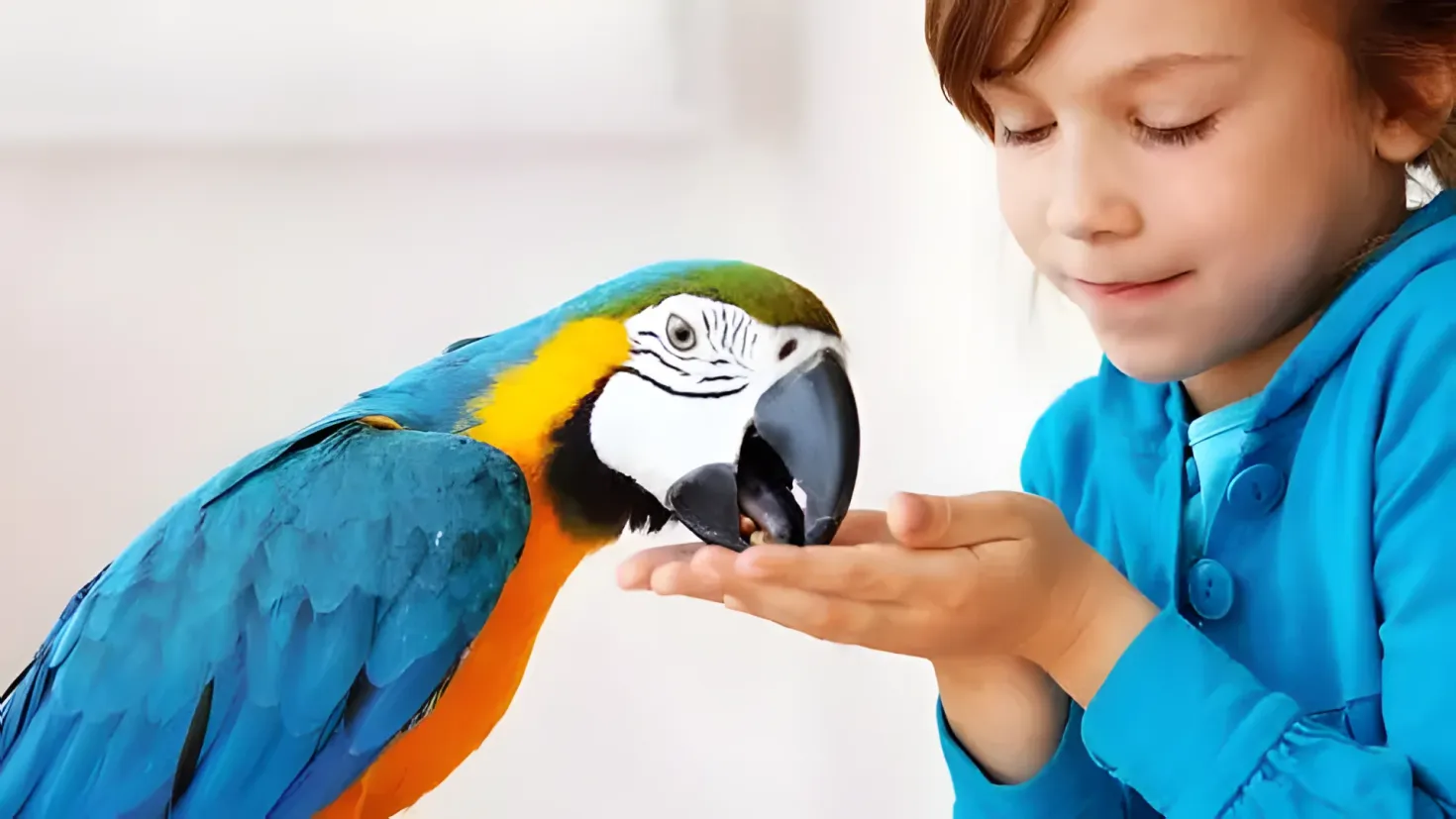 A young girl wearing a blue dress petting a blue and yellow macaw on her hand against a white background.