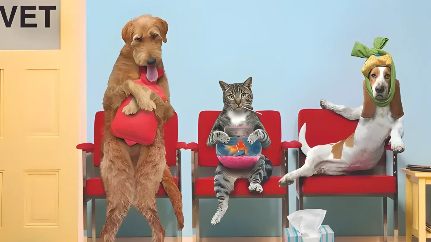 Three dogs and a cat sitting on red chairs in front of a blue wall. On the right side of the image there is a table with books and other objects on it, and on the left side there is an object with text on it. At the bottom of the table there are gift boxes and a tissue paper.