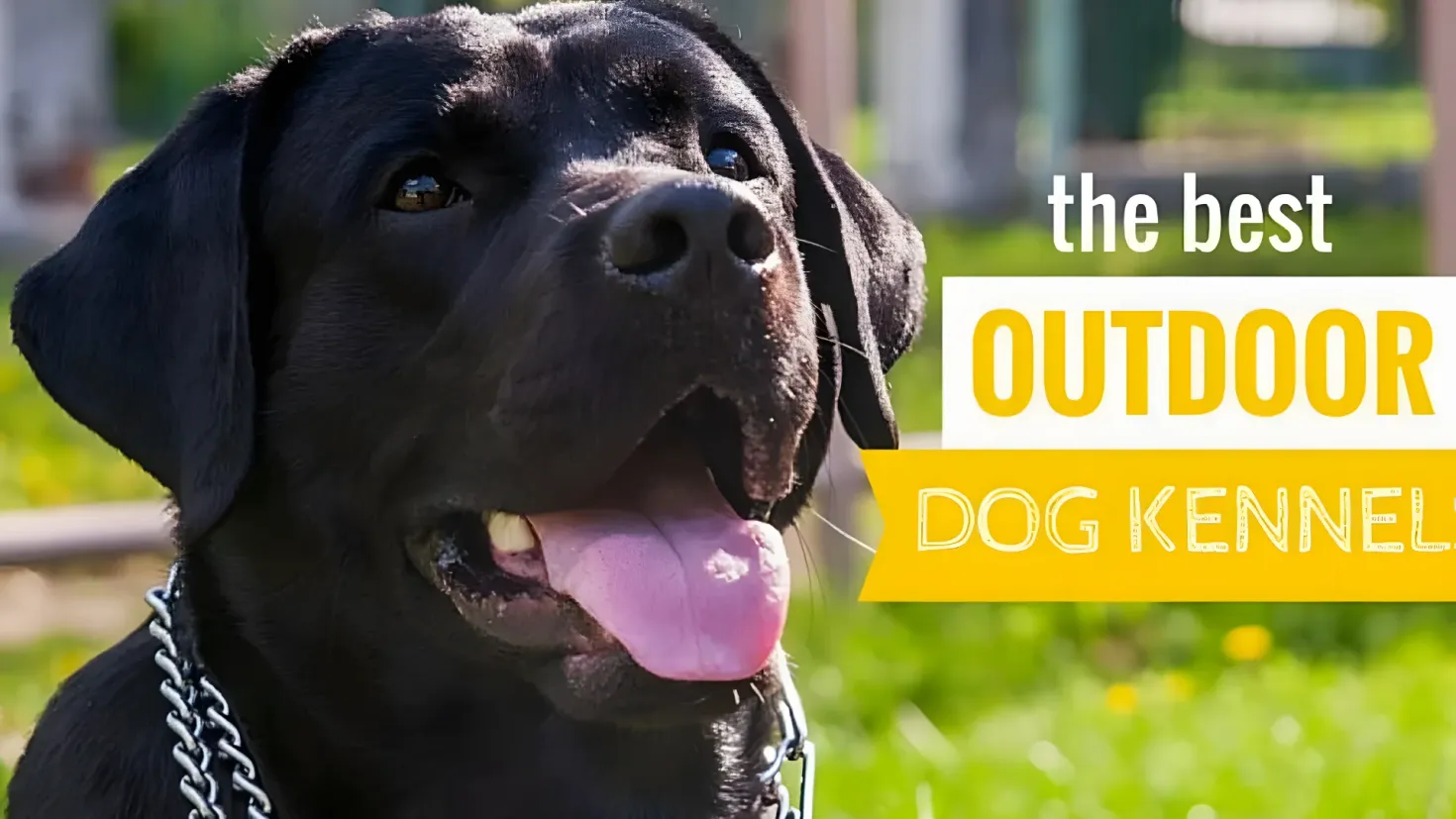 A black dog with a chain around its neck, surrounded by lush green grass and a blurred background. On the right side of the image, there is text that reads "The Best Outdoor Dog Kennels".