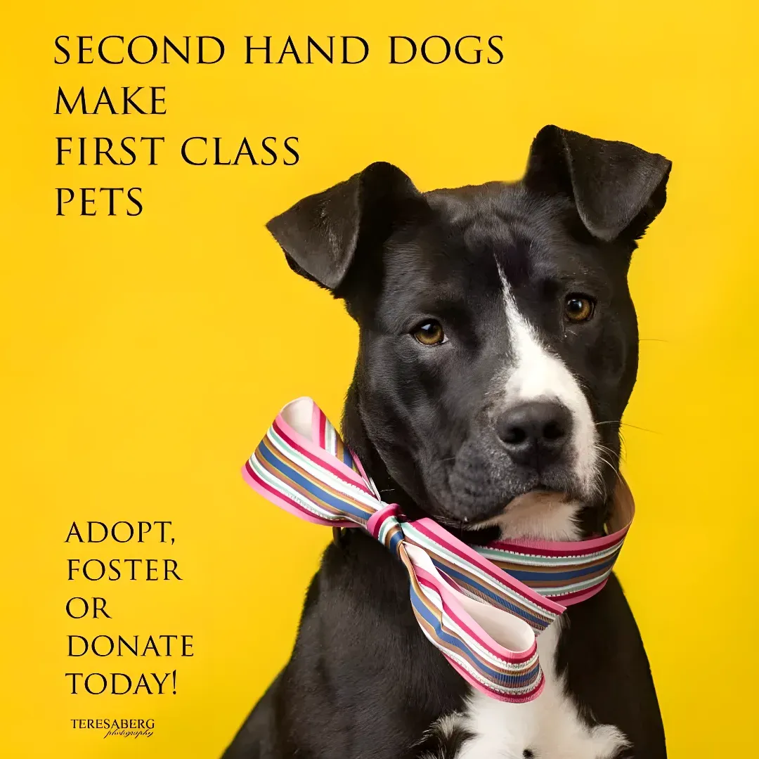 A black and white dog wearing a colorful bow tie against a yellow background with the words "Second Hand Dogs Make First Class Pets" written on it.