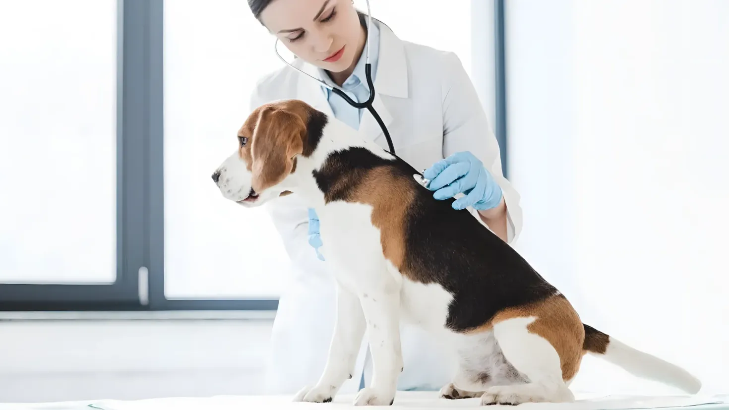 A female veterinarian wearing a stethoscope and gloves, examining a beagle dog on a table. The background of the image is a wall with a window.