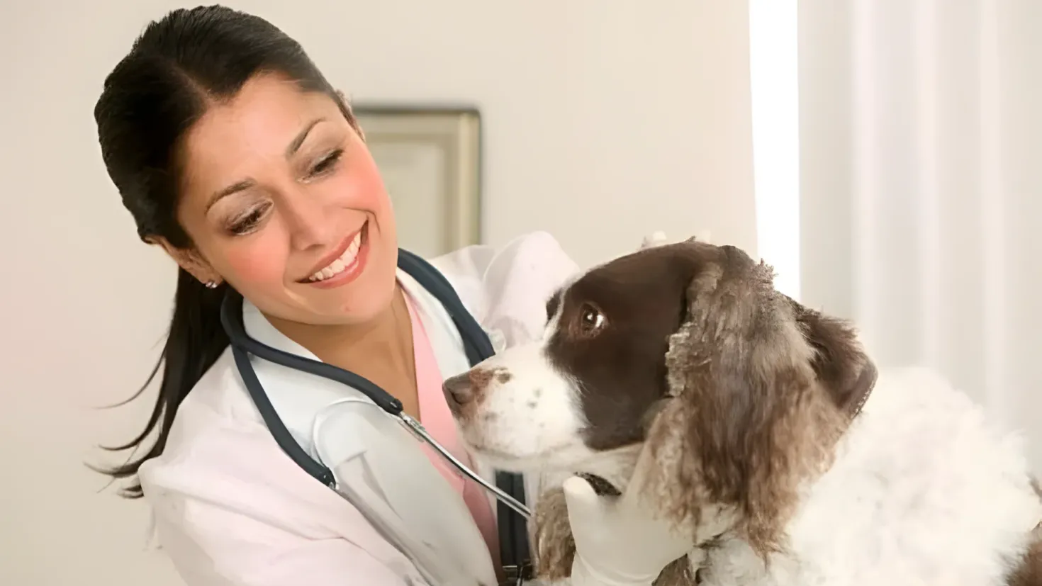 A female veterinarian wearing a white coat and a stethoscope around her neck, holding a brown and white dog in her arms. In the background, there is a wall with a frame attached to it.