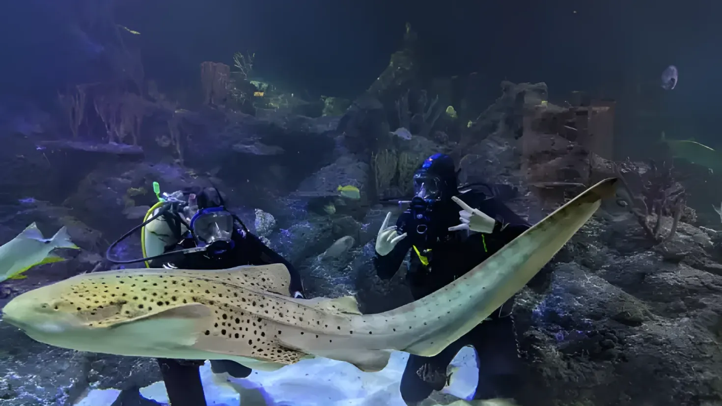Two scuba divers in an aquarium with a sting ray. They are wearing oxygen cylinders and are surrounded by a variety of colorful fish and rocks. The water is crystal clear, allowing us to see the vibrant colors of the fish and the underwater environment.